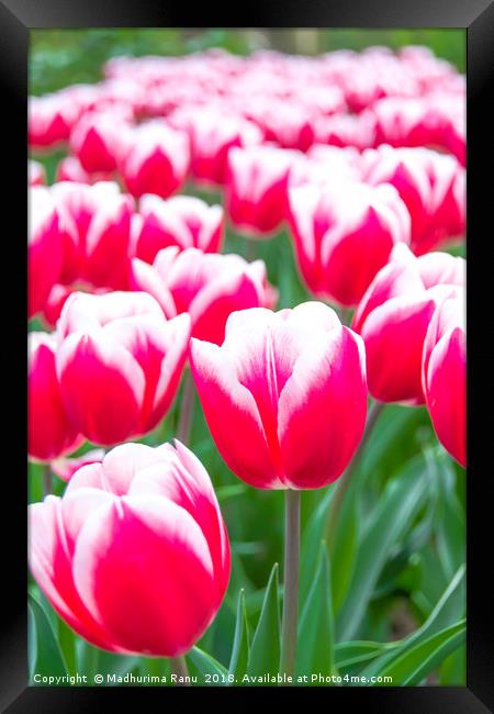 Tulips in a bunch Framed Print by Madhurima Ranu