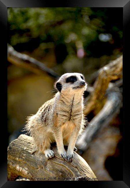 Meerkat Framed Print by Nar Sunuwar