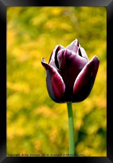 Tulips Flower  Framed Print by Nar Sunuwar