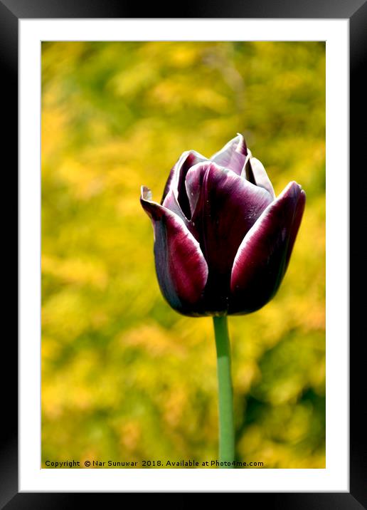 Tulips Flower  Framed Mounted Print by Nar Sunuwar