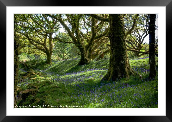 Bluebell Woods Framed Mounted Print by Jean Fry