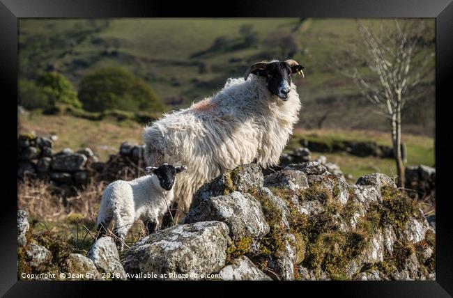 Ewe with her lamb on Dartmoor Framed Print by Jean Fry