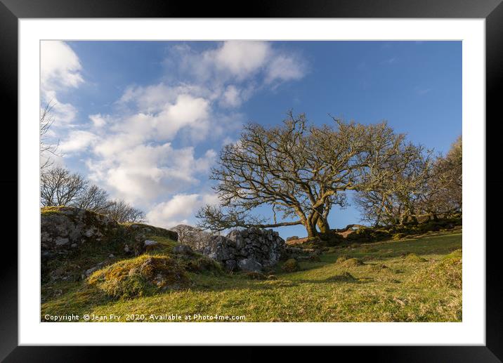 Trees and stone wall on Dartmoor Framed Mounted Print by Jean Fry