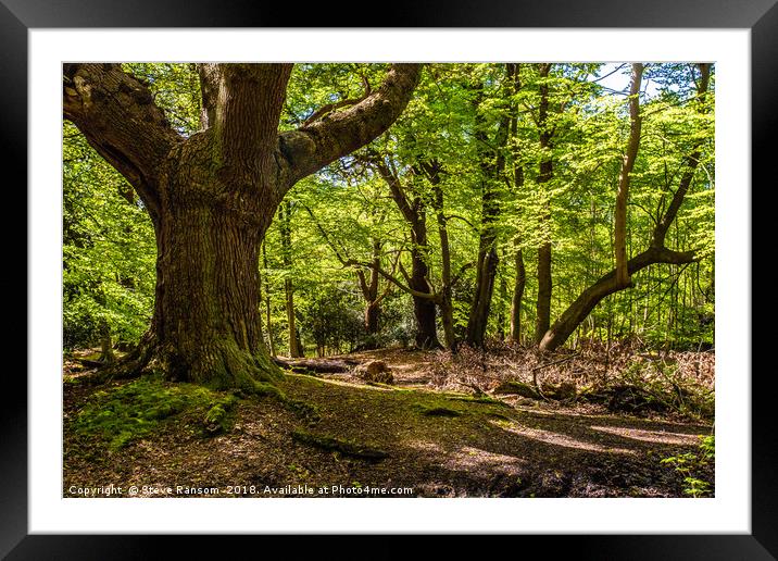 Oak Tree Epping Forest Framed Mounted Print by Steve Ransom