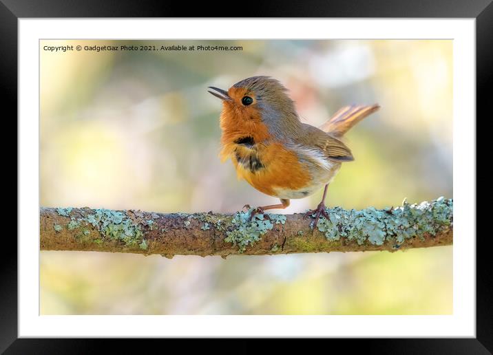 Little Robin redbreast Framed Mounted Print by GadgetGaz Photo