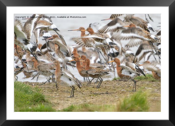 Black-tailed godwits Framed Mounted Print by GadgetGaz Photo