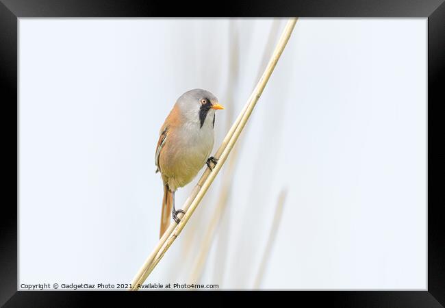 Male Bearded Reedling Framed Print by GadgetGaz Photo