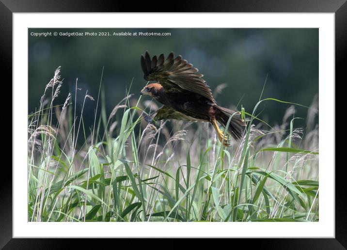 Marsh Harrier Juvenile rising from the reedbed Framed Mounted Print by GadgetGaz Photo