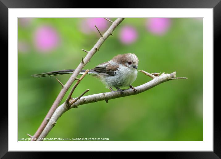 Long-tailed tit juvenile Framed Mounted Print by GadgetGaz Photo
