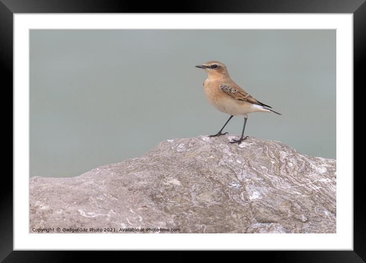 Wheatear Framed Mounted Print by GadgetGaz Photo