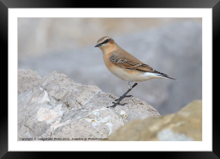 Wheatear Framed Mounted Print by GadgetGaz Photo