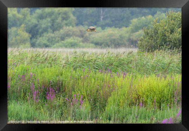 Bittern flying across the reedbed Framed Print by GadgetGaz Photo