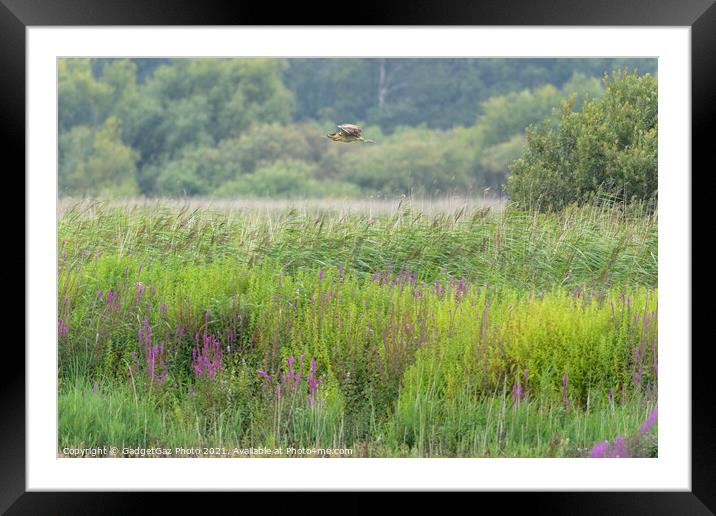 Bittern flying across the reedbed Framed Mounted Print by GadgetGaz Photo