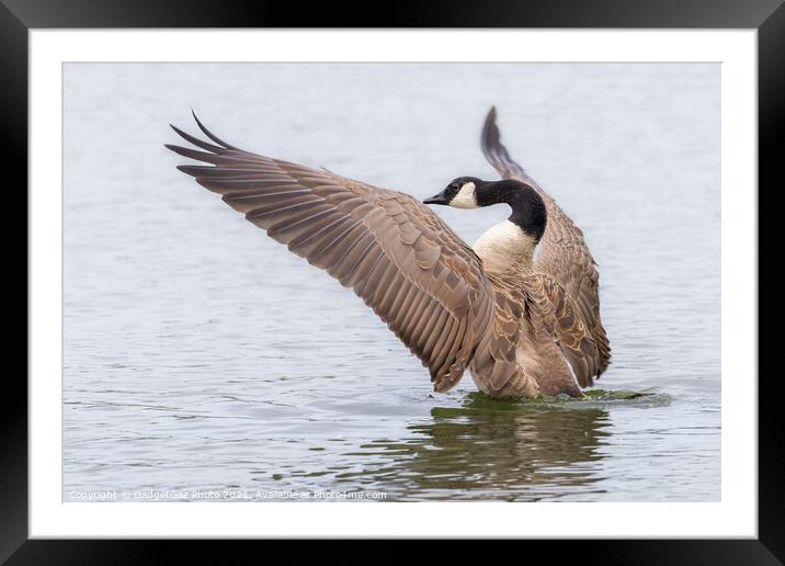 Canada Goose Orchestrating Framed Mounted Print by GadgetGaz Photo