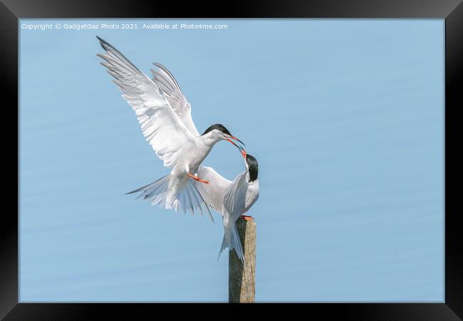 Common Terns Squabbling Framed Print by GadgetGaz Photo