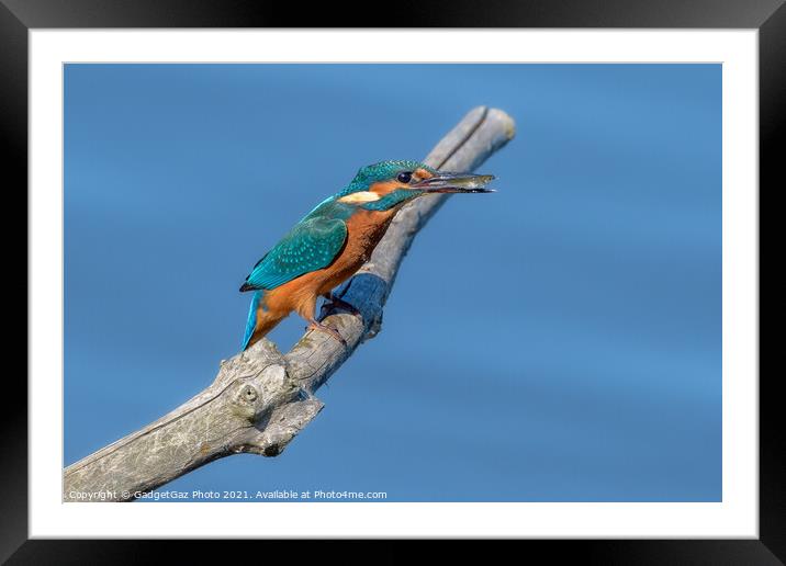 Kingfisher with a fish Framed Mounted Print by GadgetGaz Photo