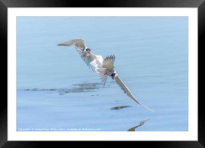 Common Terns chasing  Framed Mounted Print by GadgetGaz Photo