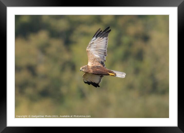 Male Marsh Harrier Framed Mounted Print by GadgetGaz Photo