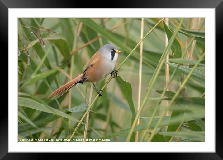 Bearded tit male (Bearded reedling) Framed Mounted Print by GadgetGaz Photo