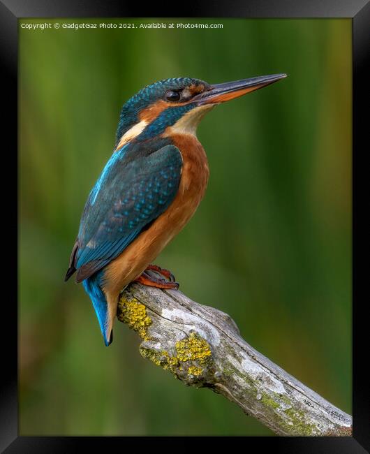 Female Kingfisher Portrait Framed Print by GadgetGaz Photo