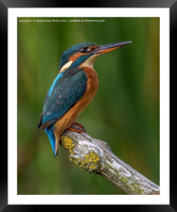 Female Kingfisher Portrait Framed Mounted Print by GadgetGaz Photo