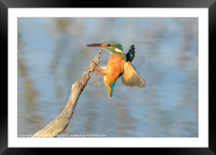 Kingfisher with a fish Framed Mounted Print by GadgetGaz Photo