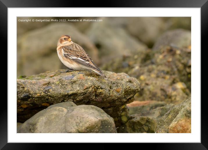 Snow bunting on the rocks Framed Mounted Print by GadgetGaz Photo