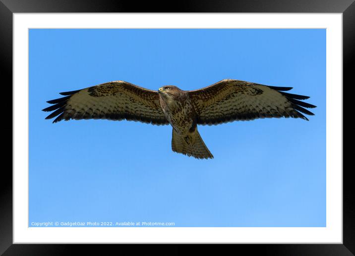 Buzzard in flight Framed Mounted Print by GadgetGaz Photo