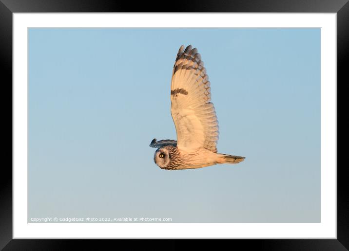 Short-eared owl at sunset Framed Mounted Print by GadgetGaz Photo