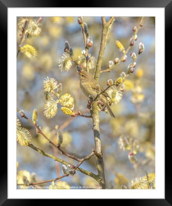 Chiffchaff within the Spring Blossom Framed Mounted Print by GadgetGaz Photo