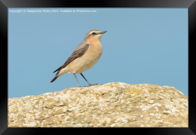 A Wheatear on the rocks at sea Framed Print by GadgetGaz Photo