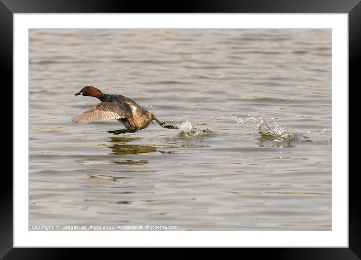A Little grebe running across the water Framed Mounted Print by GadgetGaz Photo