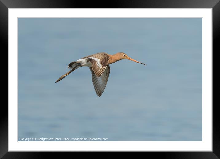 Black-tailed godwit Framed Mounted Print by GadgetGaz Photo