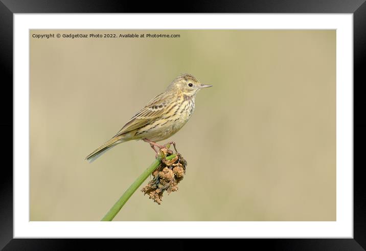 Meadow pipit Framed Mounted Print by GadgetGaz Photo
