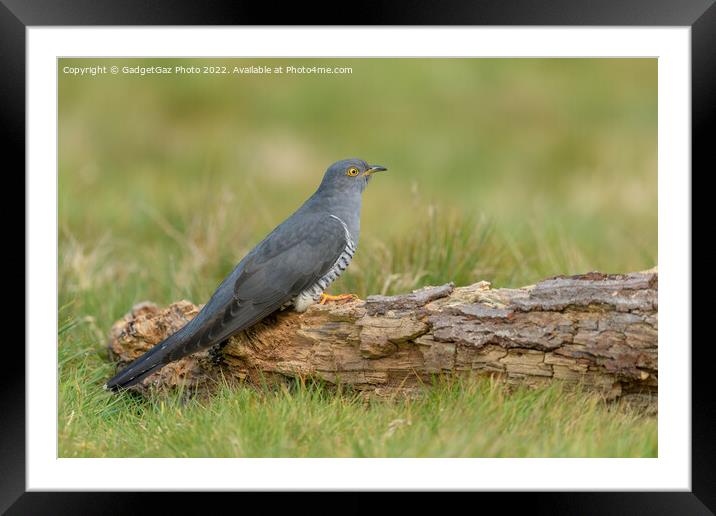 Cuckoo portrait Framed Mounted Print by GadgetGaz Photo