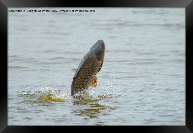 Common Carp jumping out of a Lake Framed Print by GadgetGaz Photo