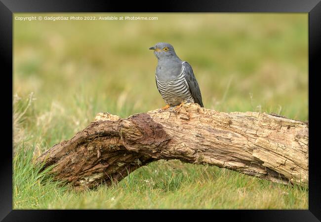 Cuckoo portrait perched Framed Print by GadgetGaz Photo