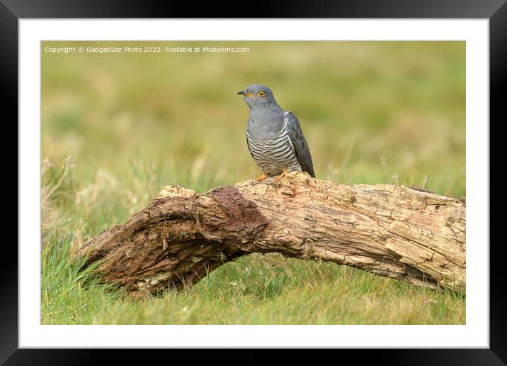 Cuckoo portrait perched Framed Mounted Print by GadgetGaz Photo