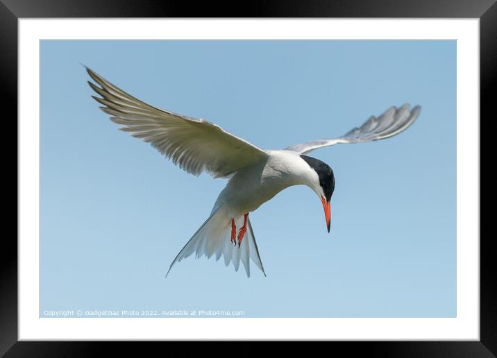 Common Tern looking down Framed Mounted Print by GadgetGaz Photo