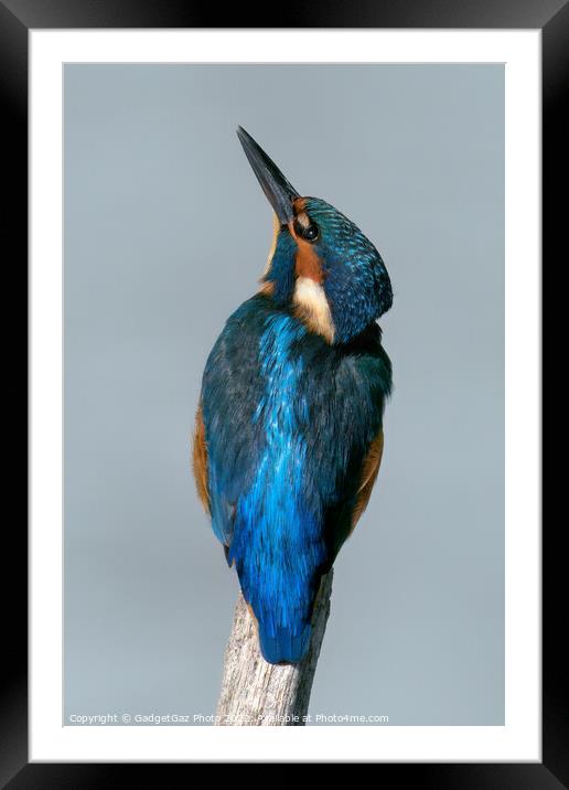 Kingfisher looking up Framed Mounted Print by GadgetGaz Photo