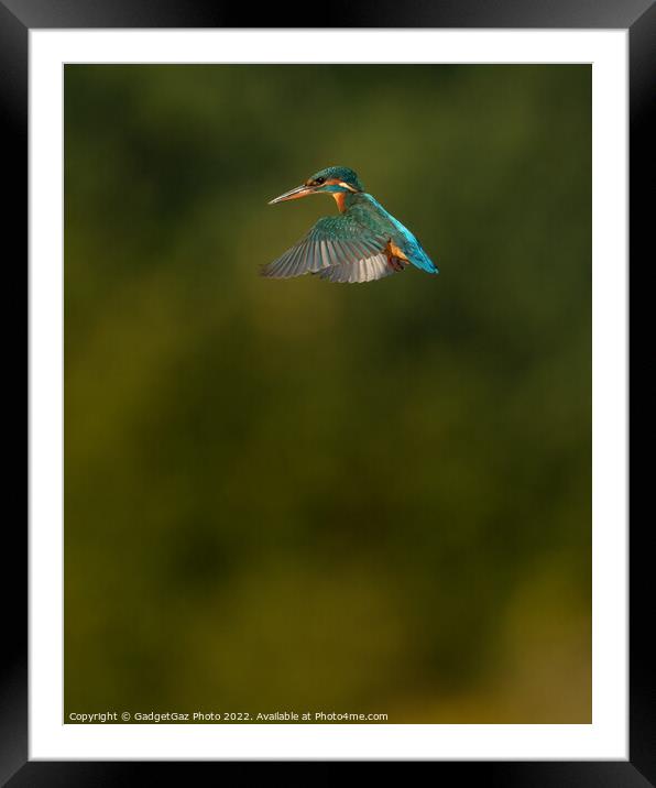 Kingfisher hovering Framed Mounted Print by GadgetGaz Photo