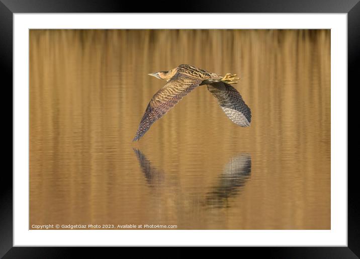 Bittern flying over the lake Framed Mounted Print by GadgetGaz Photo