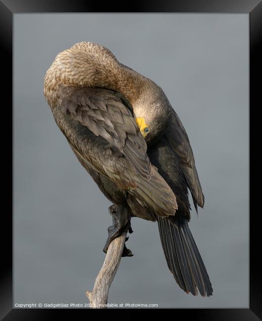 Cormorant Perched Framed Print by GadgetGaz Photo