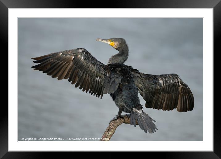Cormorant with wings spread Framed Mounted Print by GadgetGaz Photo