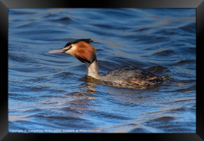 Great crested grebe Framed Print by GadgetGaz Photo
