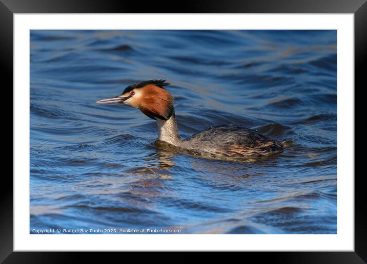 Great crested grebe Framed Mounted Print by GadgetGaz Photo