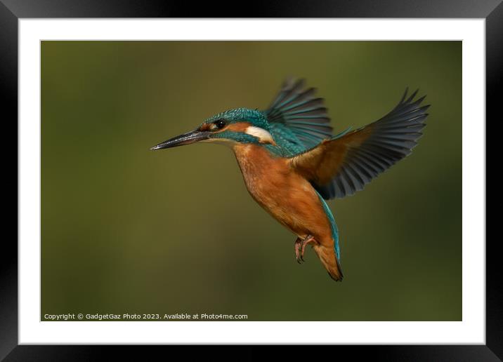 Kingfisher hovering Framed Mounted Print by GadgetGaz Photo