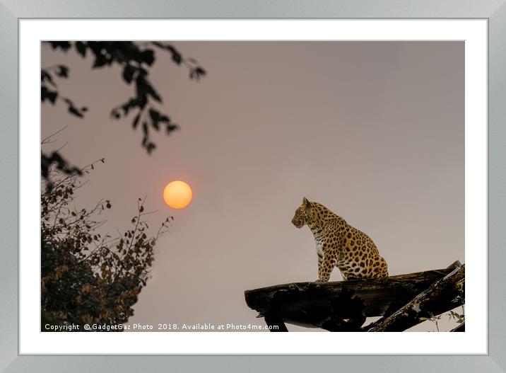 North Chinese Leopard and sun setting Framed Mounted Print by GadgetGaz Photo