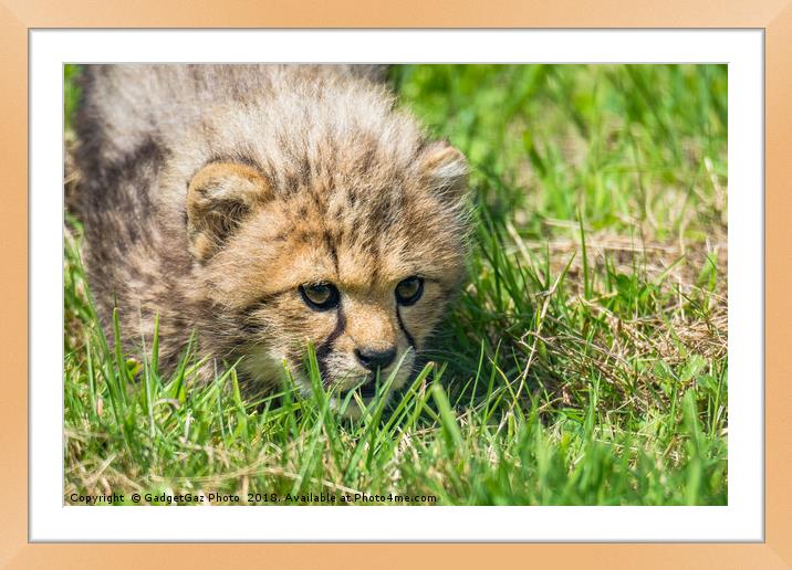 Cheetah Cubs fixated stare Framed Mounted Print by GadgetGaz Photo