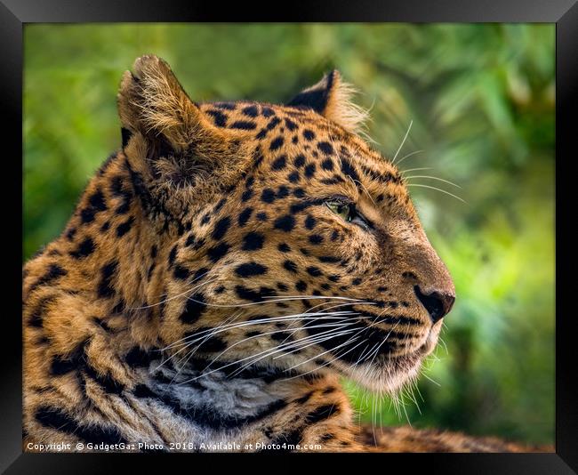 North Chinese Leopard profile Framed Print by GadgetGaz Photo